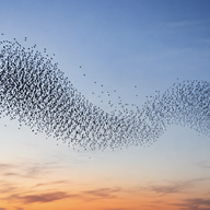 flock