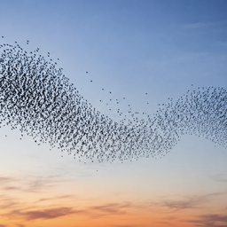 flock
