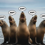 sealions arping