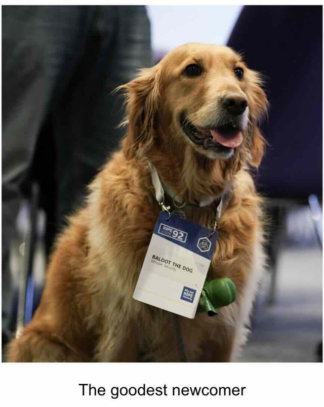 doggo