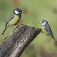 A pair of birds common in the Vienna region facing each other while sitting on a branch.