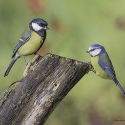 A pair of birds common in the Vienna region facing each other while sitting on a branch.